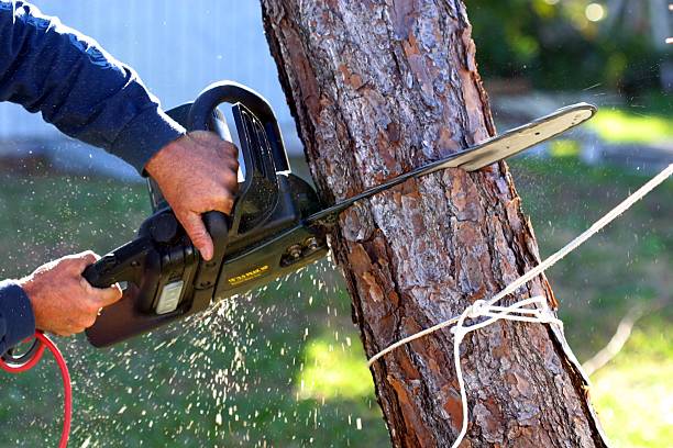 Lawn Watering Services in Oxford, GA