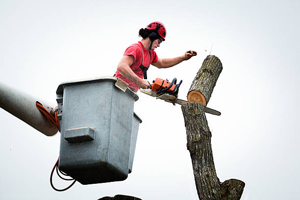 Oxford, GA Tree Services Company