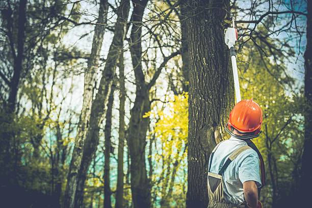 How Our Tree Care Process Works  in  Oxford, GA